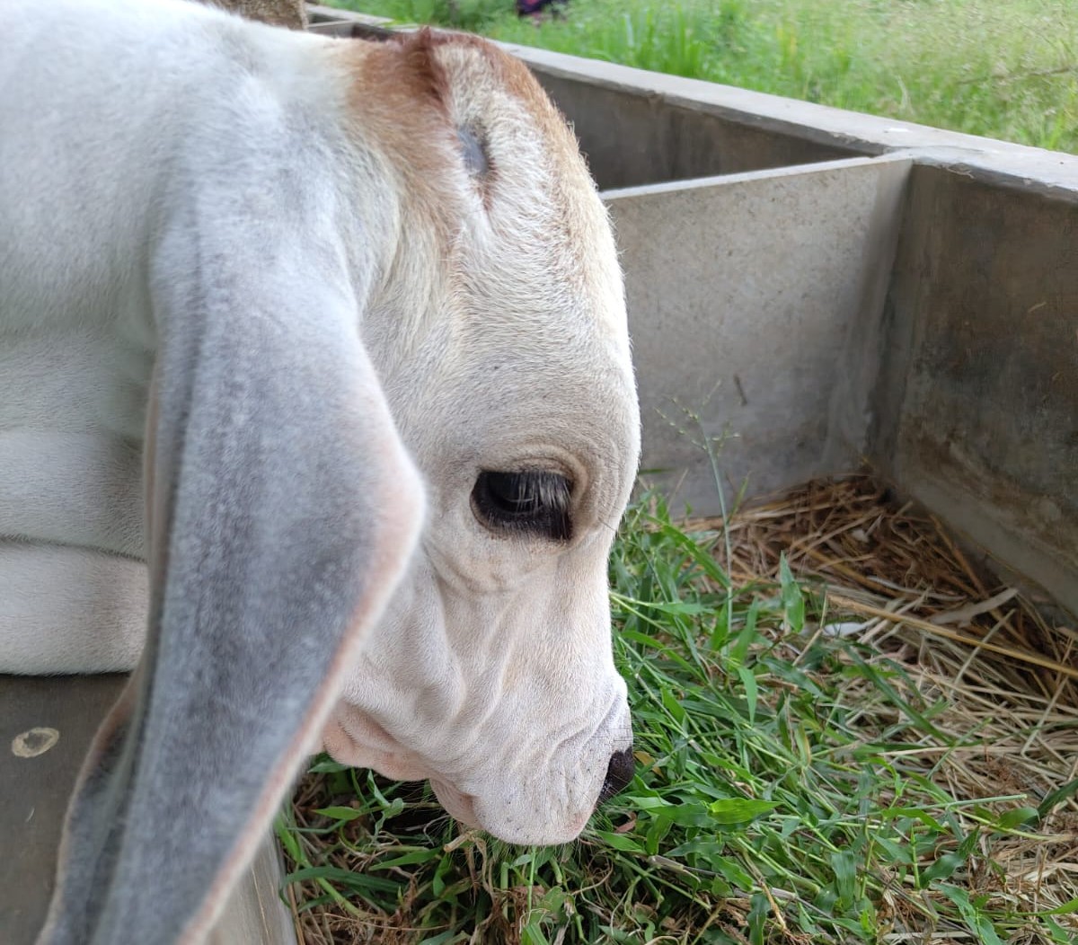 Goshala Sacred Cow Sanctuary